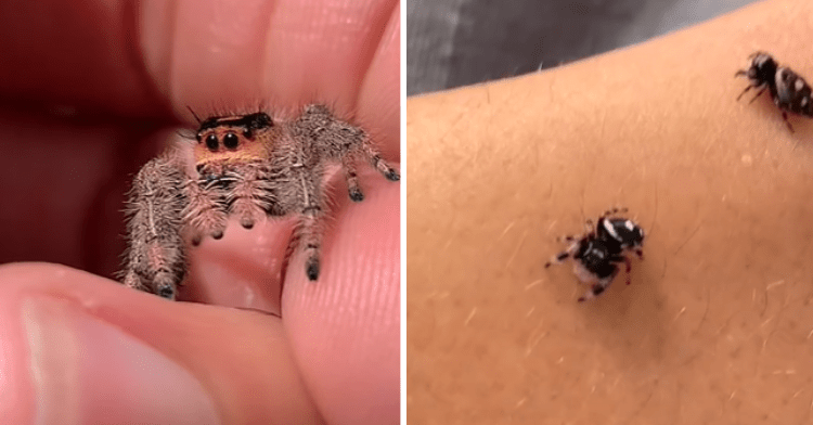 cute tiny spiders