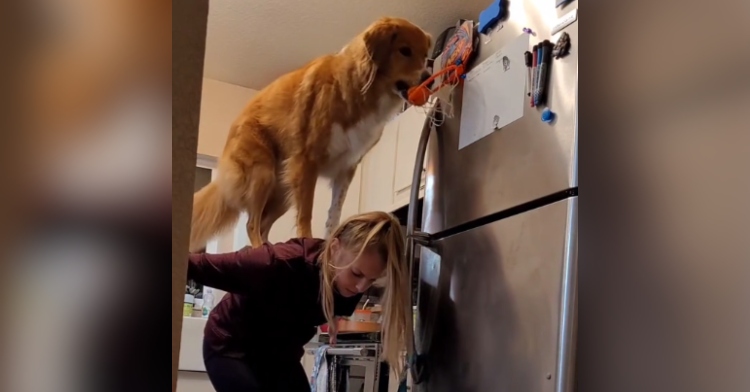 A woman is bent over in front of the refrigerator and her large dog is standing on her back. In his mouth is a small ball. He's in the middle of dropping that ball into the mini basketball hoop that is magnetized to the freezer.