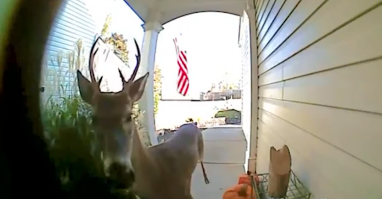 deer at doorbell