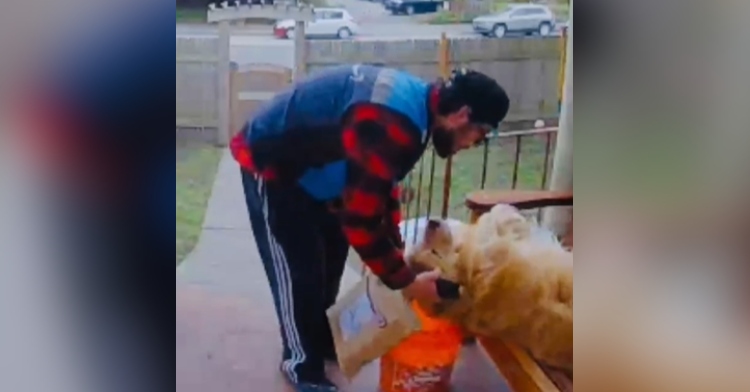 A delivery driver stops to pet a golden retriever who is laying on his back on a bench on a front porch, looking up at the driver.