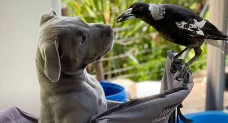 A magpie and a grey dog are best friends. 