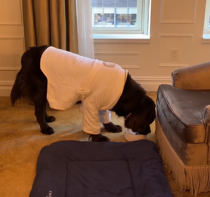 A fluffy dog wears a personalized robe in a hotel room.