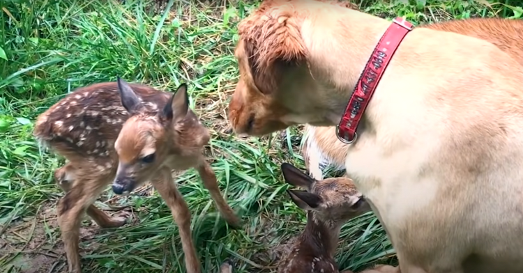 golden retriever with baby deer