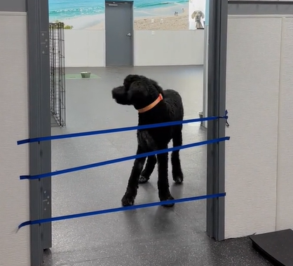 A black dog stops in the doorway, which is covered with tape. 