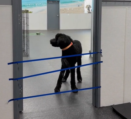 A black dog stops in the doorway, which is covered with tape.