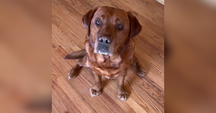 Brown labrador sitting looking up