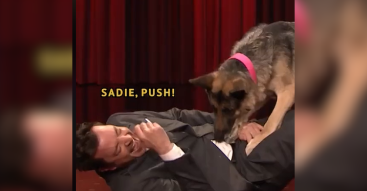 dog jumps on jimmy fallon