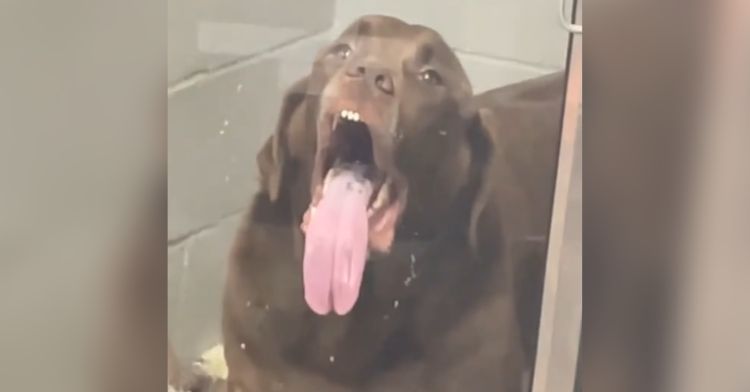 A dog with a long tongue licks the window at the vet's office.