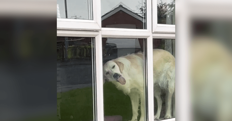 Dog licking window