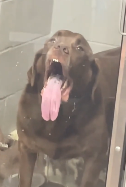A dog with a long tongue licks the window at the vet's office. 