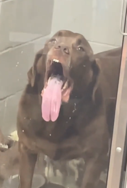A dog with a long tongue licks the window at the vet's office.