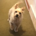 dog lifting paw