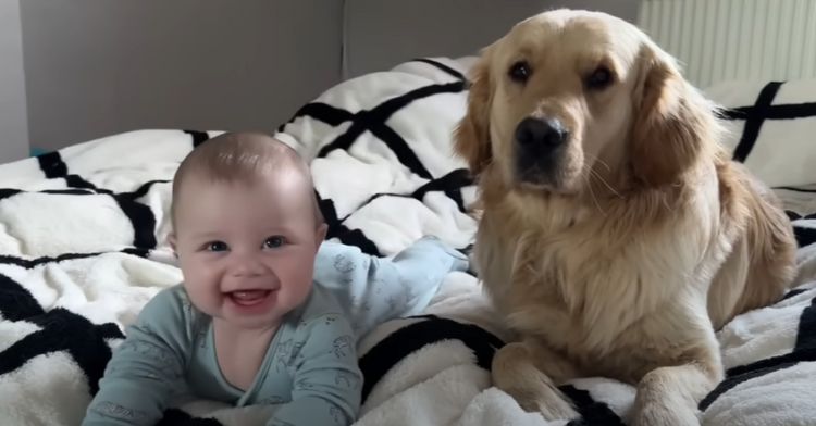 A golden retriever is best friends with this cute baby.
