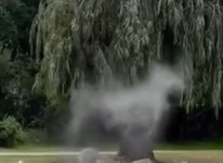 woman spreads dog ashes and dog shape appears