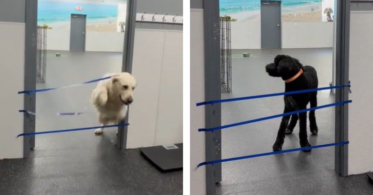 One dog jumps through an obstacle while another is too scared.