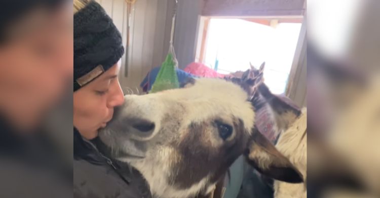 A woman gives a rescue donkey kisses on the nose.