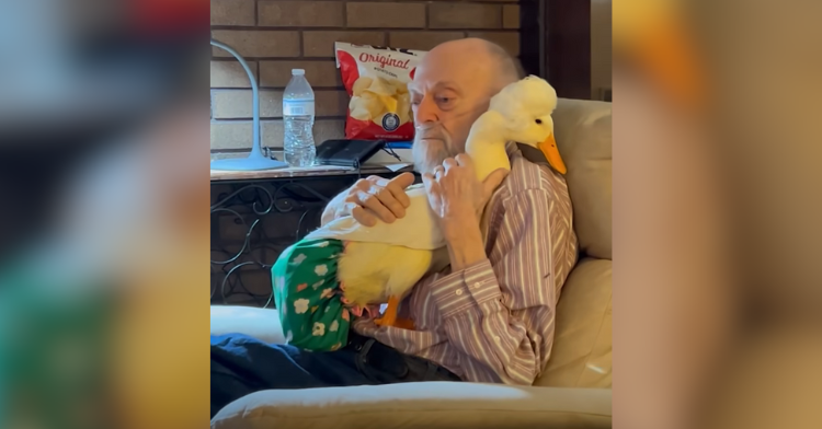 Elderly man sits cradling duck