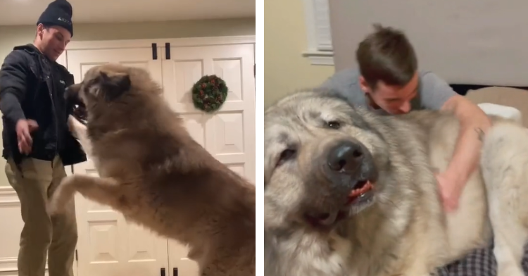 giant dog and man