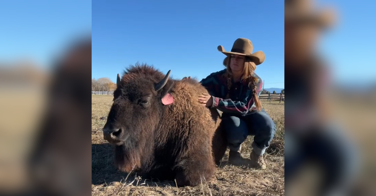 girl in cowboy hat sits next to and hugs bison