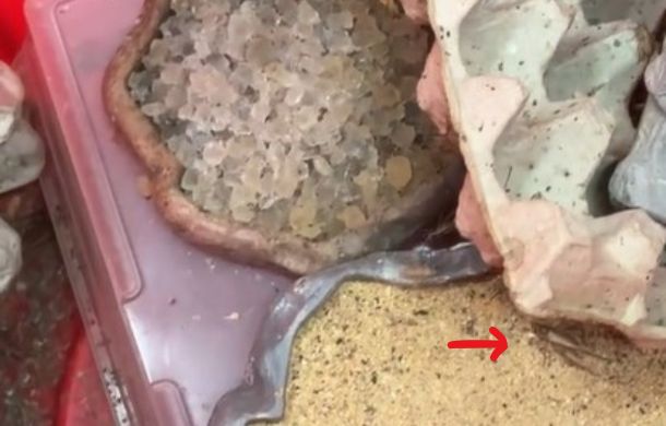 Image shows a bucket with crickets in a pet store. An arrow is pointing to a big cricket trying to hide under an egg crate form.