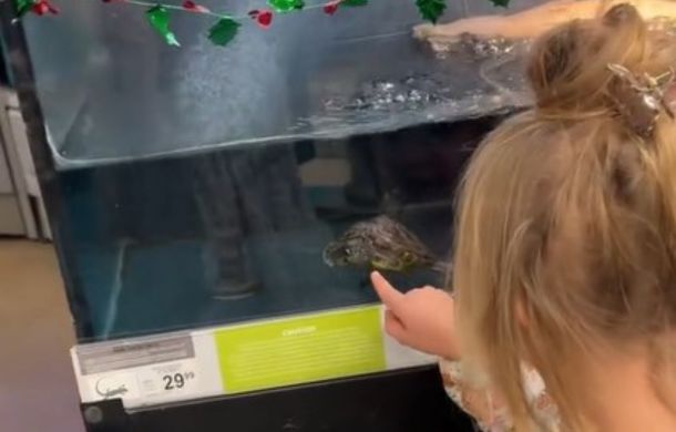 Image shows a young girl in a pet store pointing at a turtle swimming in tank.
