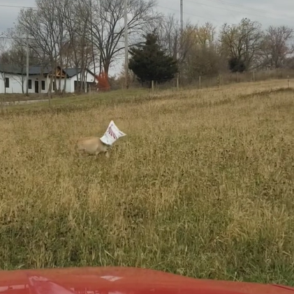 In a grassy field, a goat wanders with a feed bag stuck on her head.