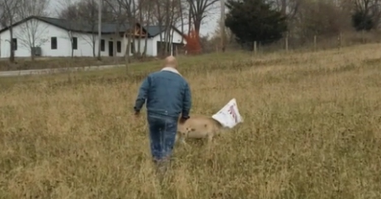 View from behind of a man walking in a grassy field toward a goat with a feed bag stuck on her head.