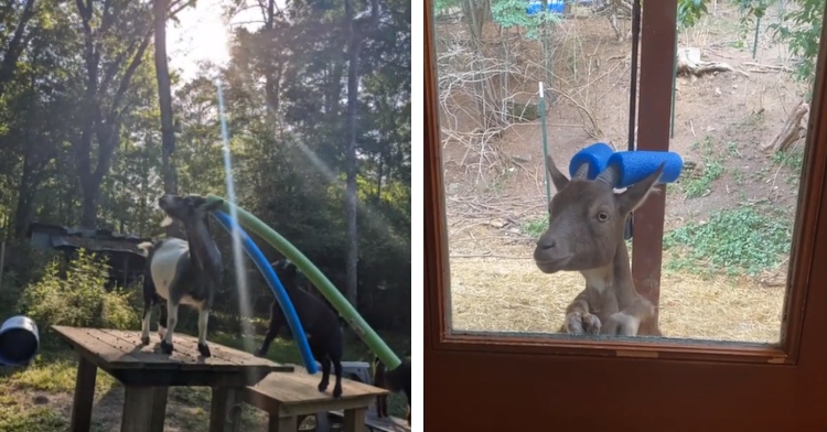 A two-photo collage. The first shows a goat standing on an outdoor table. The goat has long pool noodles on each horn and is posing with her head back. The sun is shining through the trees in a way that makes the goat especially majestic. The second photo shows the view of a goat standing outside of a home. The goat is on their hindlegs and is resting their hooves on the door's window, making them only partially visible. The goat looks inside and is wearing short pool noodles on their horns.