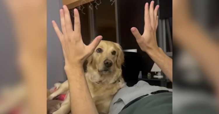 A golden retriever is mesmerized by a magic trick.