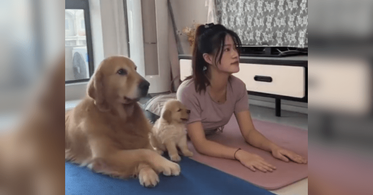 woman doing yoga with golden retriever adult and puppy