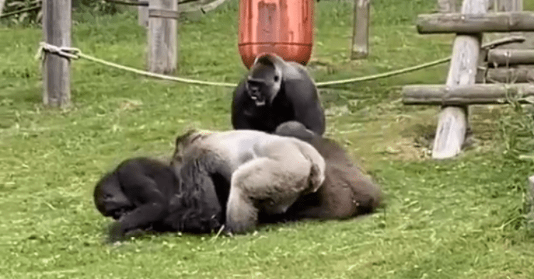 A gorilla stands over a group of fighting gorillas holding a baby