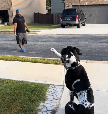 A Great Dane waves her neighbor over with her paw.