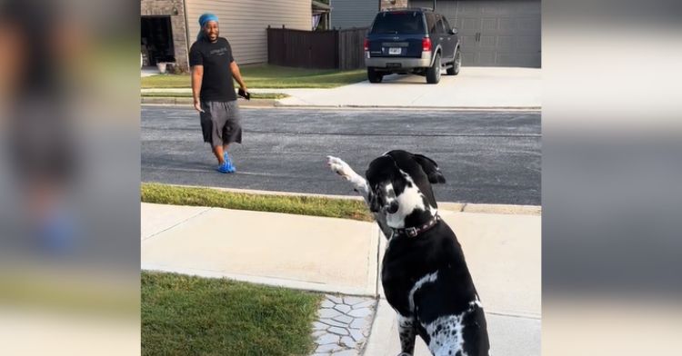 A Great Dane waves her neighbor over with her paw.