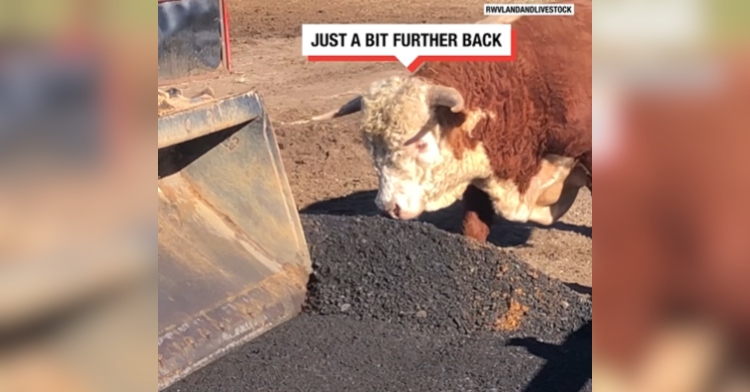 A bull watches closely as farm equipment is used to flatten out a mound of dirt. Text on the image shows what the bull is "saying" "Just a bit further back."