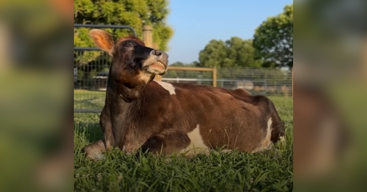 A large, blind cow lays in the grass with her face toward the sky. It seems as though she is smiling.