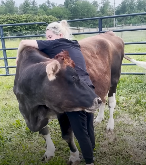 A large, blind cow named Helen turns her neck so that she is hugging the human woman who has her arms around her back.