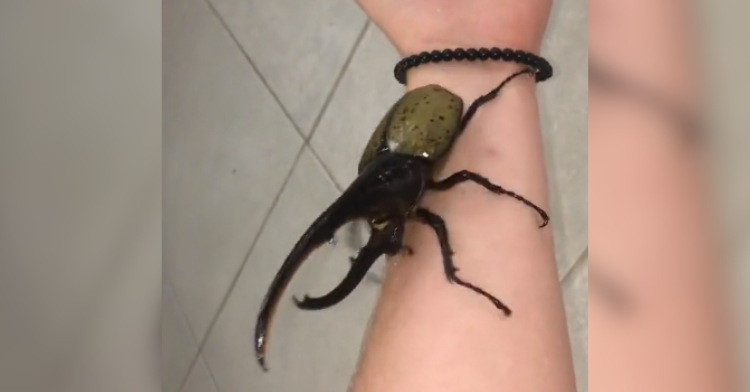 hercules beetle on girl's arm