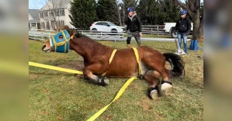 A rescue team helps a horse to stand up.