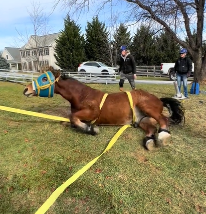 A rescue team helps a giant horse to stand up.