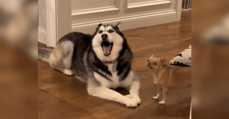 husky and chihuahua