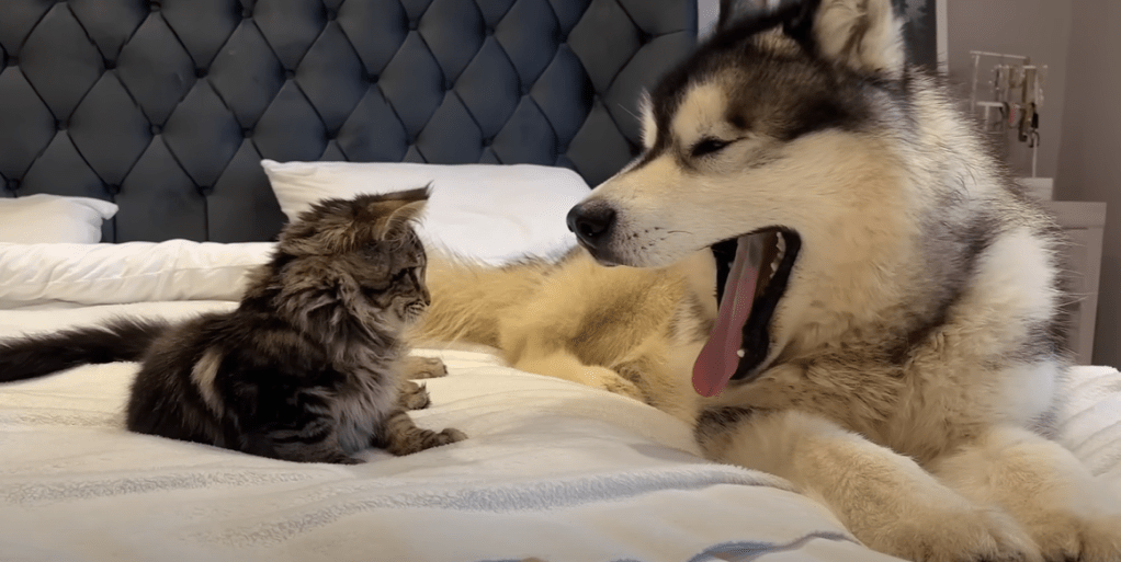 A small kitten and large husky sit on the bed next to each other. The dog is yawning, mouth wide open. The kitten stares right into his mouth.