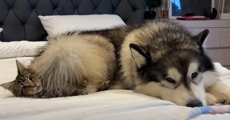 A giant husky lays on a bed, partially on top of a kitten. The kitten looks over at the camera, eyes wide as if asking, "Are you seeing this?"