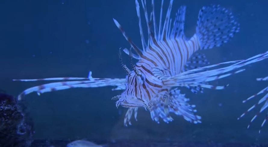 lionfish