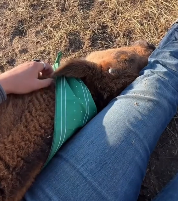 orphaned bison calf cuddles with girl