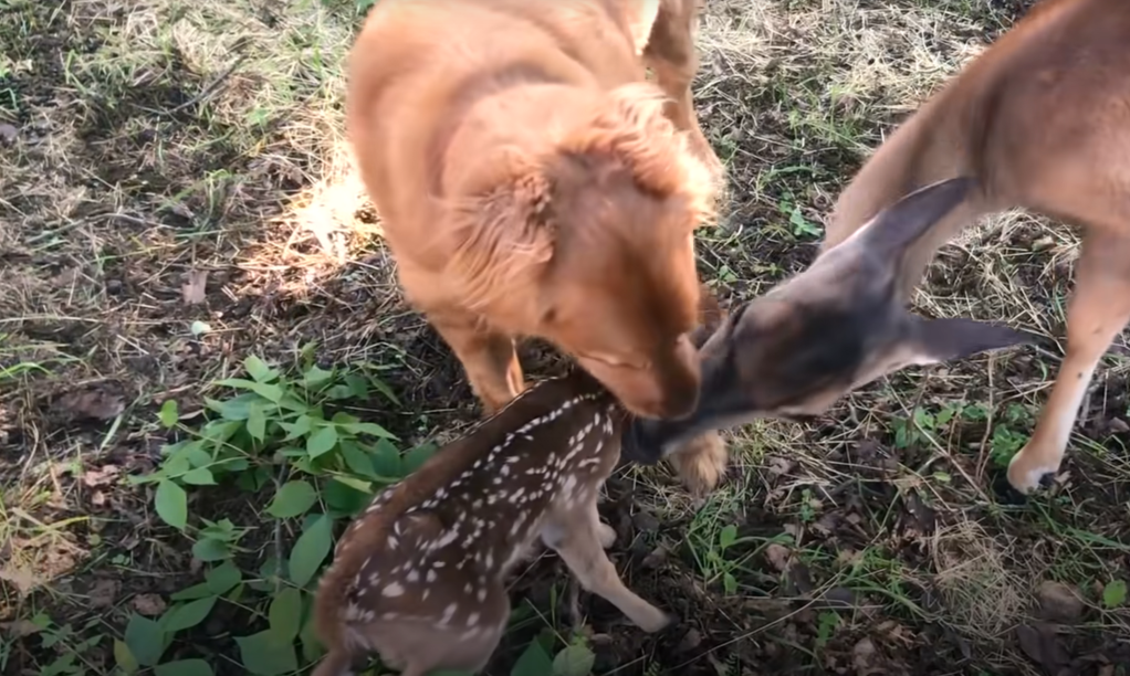 deer brings her babies to meet her golden retriever friend