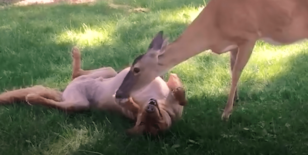 buttons the deer playing with g-bro the golden retriever