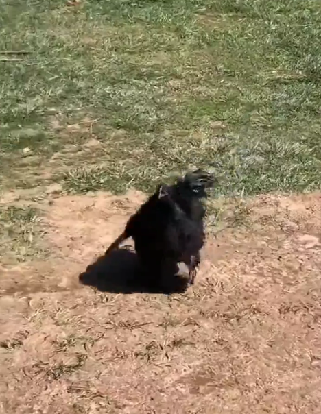 chicken running to greet owner daily