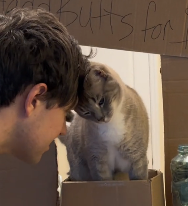 cat headbutt booth, featuring a cat headbutting a person