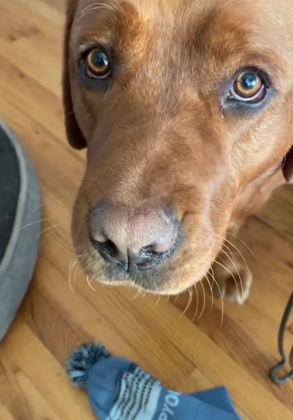 Leo, the service dog dropout