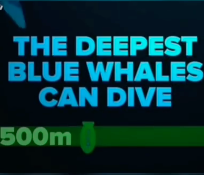 the deepest a blue whale can dive